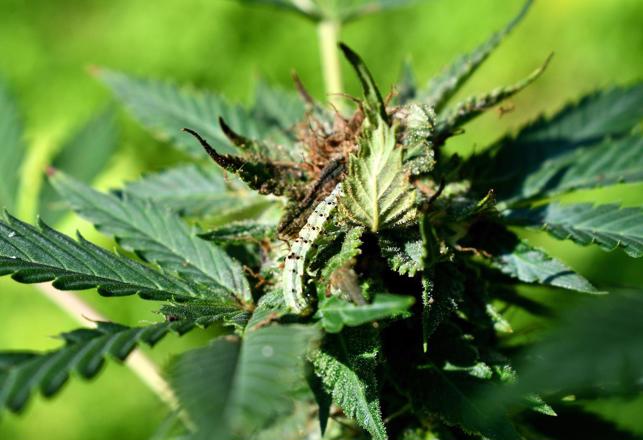Worms Get the Munchies From Eating Cannabis