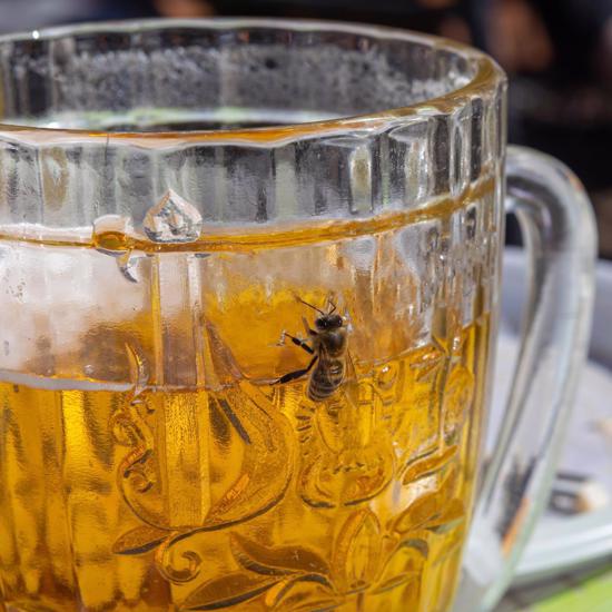 Bees May Be the Master Microbrewers of the Insect World 