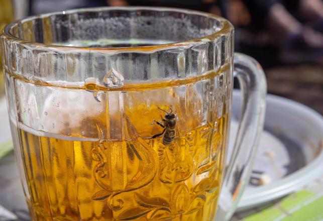 Bees May Be the Master Microbrewers of the Insect World 