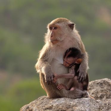 Monkeys are Impregnated with Embryos Created from Stem Cells
