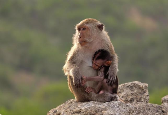 Monkeys are Impregnated with Embryos Created from Stem Cells