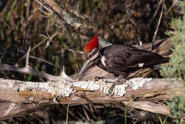 More Video Evidence is Released Showing Ivory-Billed Woodpeckers are Not Extinct