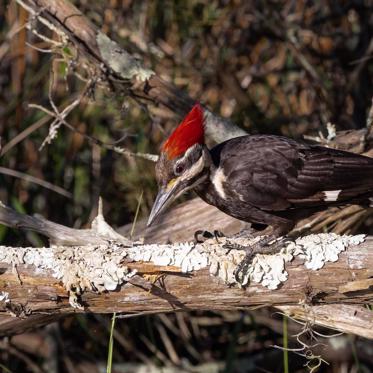 More Video Evidence is Released Showing Ivory-Billed Woodpeckers are Not Extinct