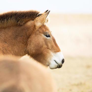 Cloning May Save Przewalski’s Horses, the Last Truly Wild Horses, From Extinction