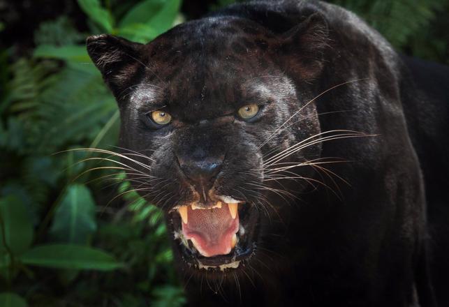 DNA Test Confirms Existence of a Sheep Killing Alien Big Cat in Gloucestershire