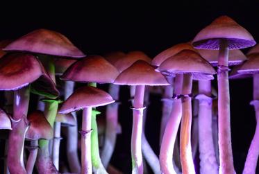 Magic Mushrooms May Improve Color-Blind Vision