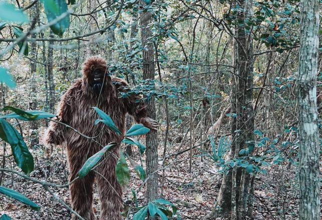 New York Bigfoot, Cyclops Horse, Low Frequency Alien Signals, Mummy's Curse and More Mysterious News Briefly