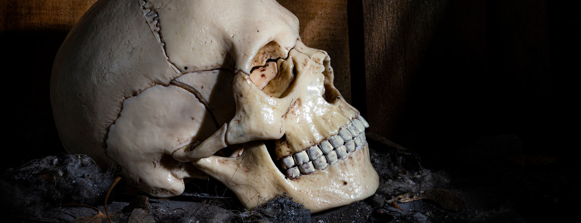 The Shocking Decline in Human Cranial Capacity: How do Evolutionists Explain it? They Don’t!