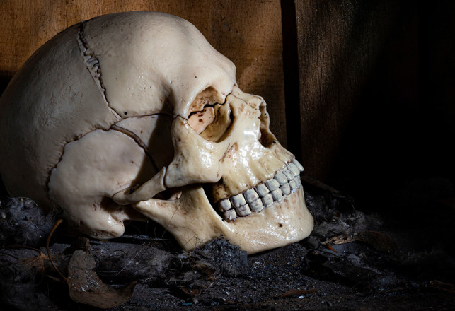 The Shocking Decline in Human Cranial Capacity: How do Evolutionists Explain it? They Don’t!