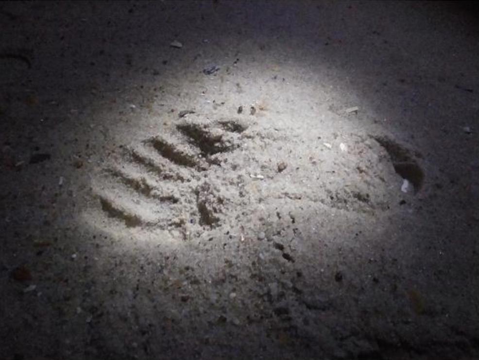 31.17 - MU Plus+ Podcast - The Interface